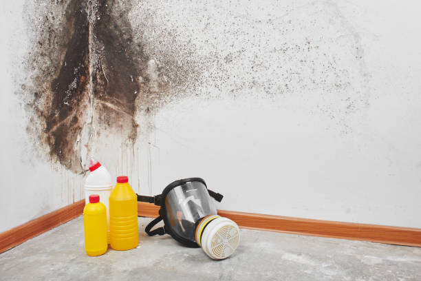 Best Attic Mold Removal  in Sullivan City, TX