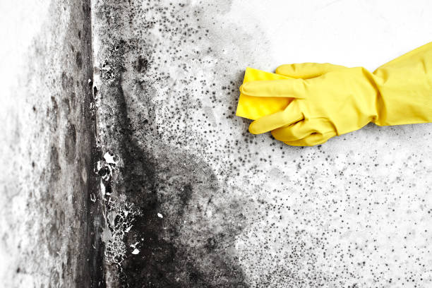 Best Emergency Mold Removal  in Sullivan City, TX