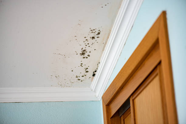 Reliable Sullivan City, TX Mold Removal Solutions