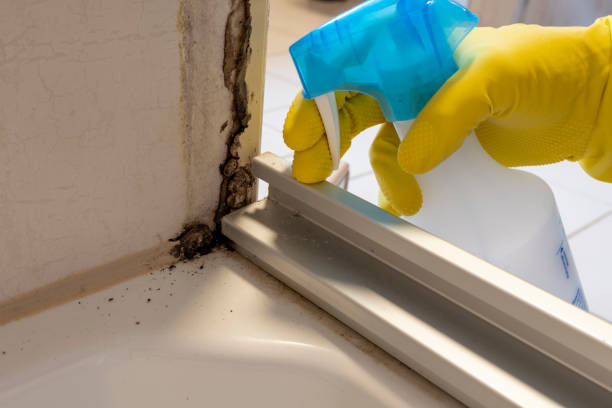 Best Mold Removal Near Me  in Sullivan City, TX