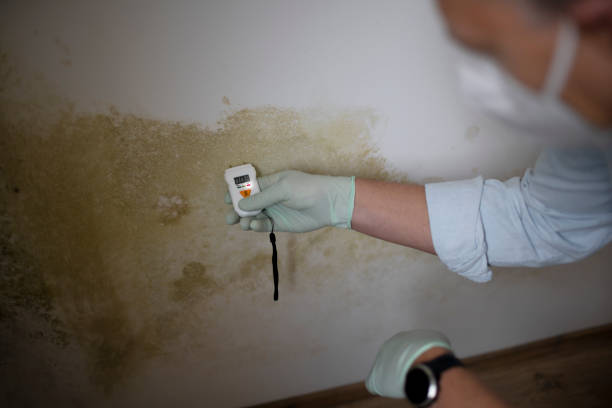 Best Residential Mold Removal  in Sullivan City, TX