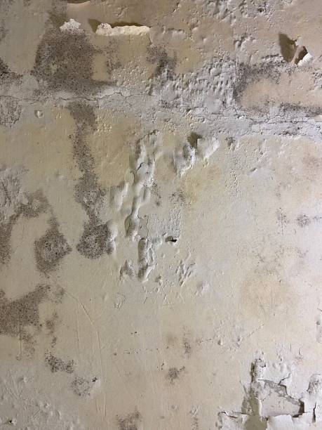Certified Mold Removal in Sullivan City, TX