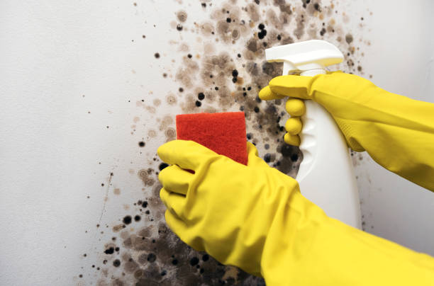 Home Mold Removal in Sullivan City, TX