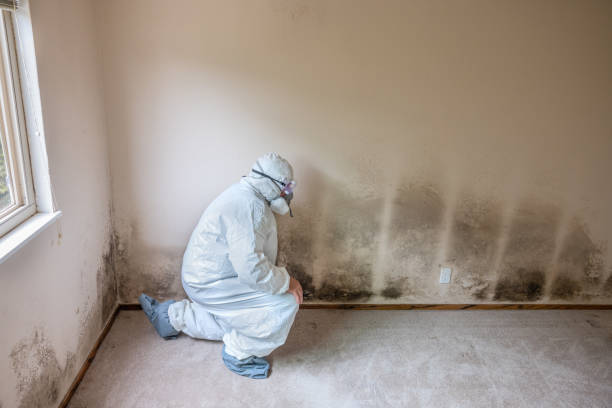 Best Mold Testing  in Sullivan City, TX