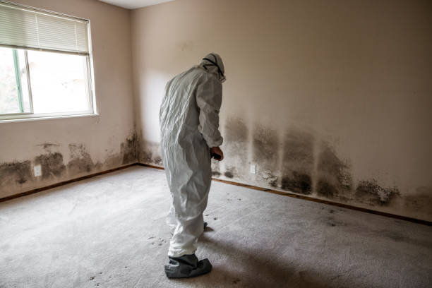 Best Mold Removal Company Near Me  in Sullivan City, TX