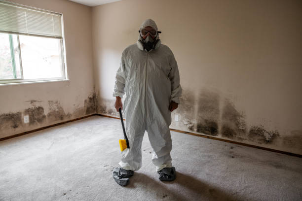 Best Professional Mold Removal  in Sullivan City, TX