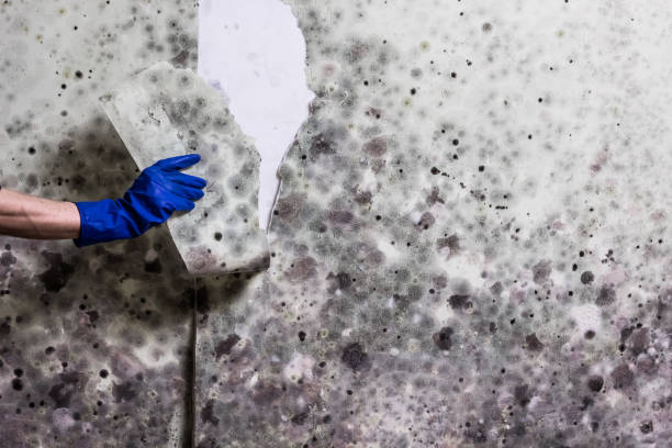 Best Mold Testing  in Sullivan City, TX
