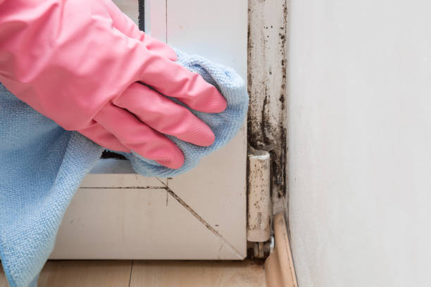 Best Office Mold Removal Services  in Sullivan City, TX